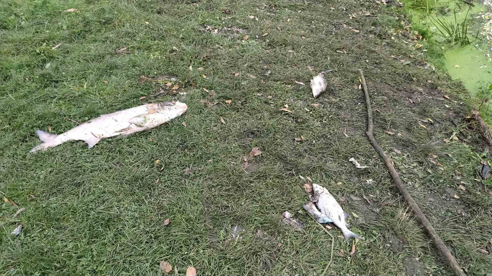 У Хмельницькій області у річці масово гине риба: масляні плями та запах аміаку (фото)